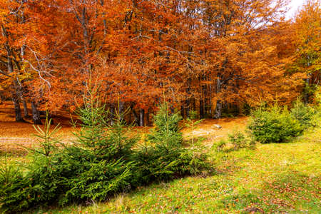 High hill with lush colorful trees and dry yellow grass against deep gorge covered with heavy fog under pink blue sky in autumnの写真素材