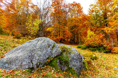 Slow smooth neat flight over large Carpathian stones covered with green soft fluffy moss in an autumn Ukrainian deciduous forest on a cloudy day. UHD 4k realtime slider video close-upの写真素材