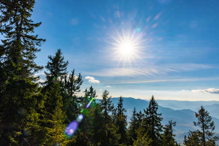 Deforestation of coniferous forest with century-old pines growing in highland against distant...