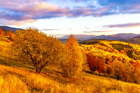 Mountain ridge covered with terracotta forests and vivid yellowed trees under gray cloudy sky on gloomy autumn day panorama viewの写真素材