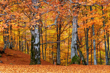 Mountain river wild stone bank with rapids against colorful trees growing on hill slopes under blue sky with floating clouds in autumnの写真素材