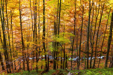 Beautiful Waterfall Shipot in the autumn forest of the Carpathian Mountainsの写真素材
