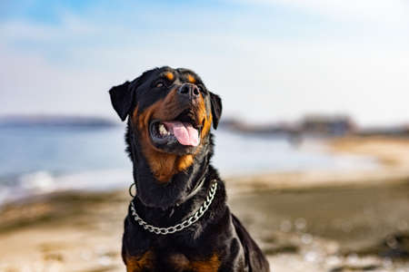 Rottweiler dog sits on the beach against the backdrop of the seaの写真素材