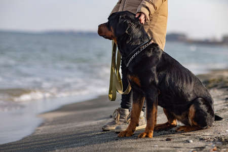 A dog of the Rottweiler breed sits near the hostess in a jacket on the beach against the backdrop of the seaの写真素材