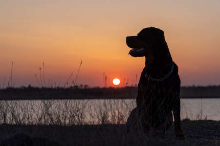 Silhouette of dog of Rottweiler breed that sits on shore of lake and listens to sounds agains background of sunsetの写真素材