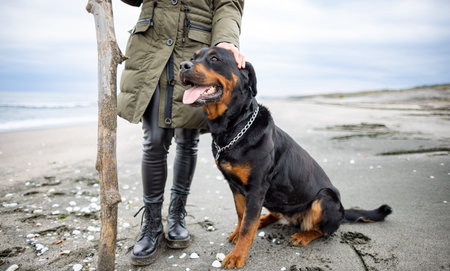 Adult cheerful happy hostess woman in warm clothes plays with a big dry curve stick with her big faithful funny dog of the Rottweiler breed, in cold cloudy weather on a sandy sea wild beachの写真素材