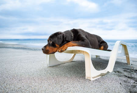 A large funny relaxed dog of the Rottweiler breed rests on a white large summer lounger, and performs the commands of its attentive unknown owner on a wild sea sandy beachの写真素材