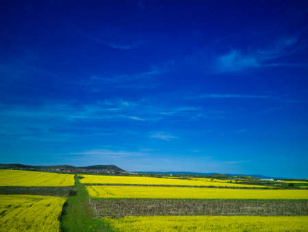 Bright large flowering fields with yellow spring small plant in mountain and meadow valley against backdrop of small empty old village and cloudy blue daytime sky, in warm southern country of Bulgariaの写真素材