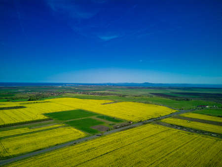 Bright large flowering fields with yellow spring small plant in mountain and meadow valley against...