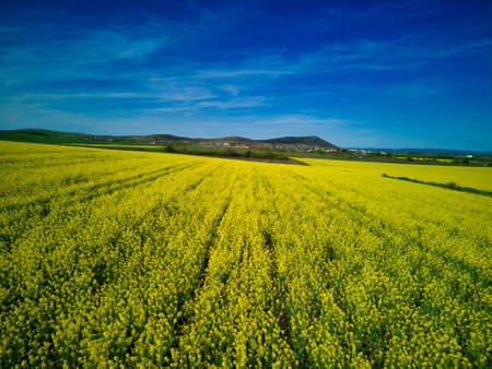 Large spring flowering meadows with bright yellow small plants in a mountain valley with planted...