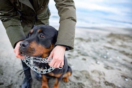 Woman holding and putting on collar for rottweiler dog in cold weather