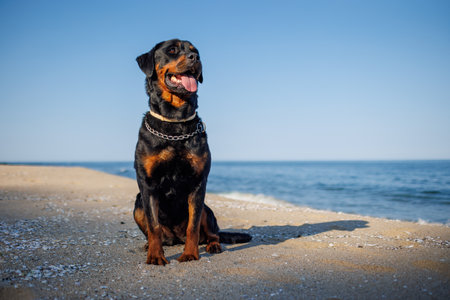 Rottweiler dog sits on the beach against the backdrop of the seaの写真素材