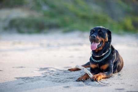 Dog of Rottweiler breed lies on sand and plays with stick near Black Seaの写真素材