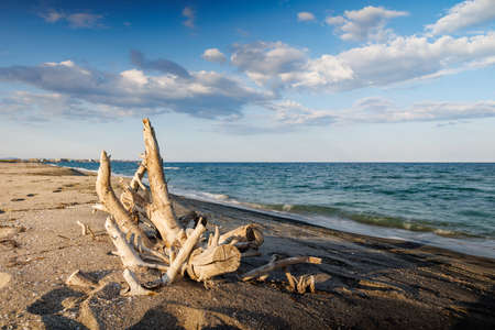 Logs and branches are lying on beach against backdrop of Black Sea and blue skyの写真素材