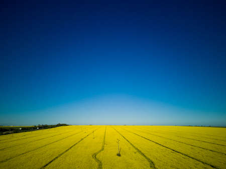 Large spring flowering meadows with bright yellow small plants in a mountain valley with planted...