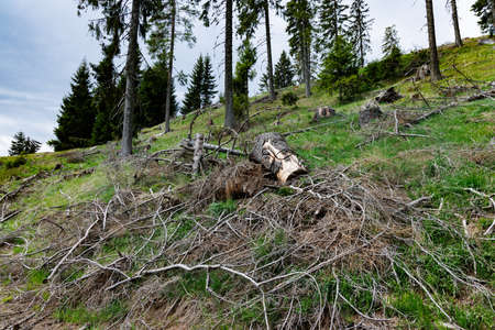 Wild bald empty forest with cut dry spruce trees and scattered abandoned broken branches and mountain green spring vegetation against a blue cloudy bright skyの写真素材