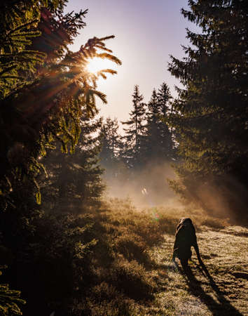 A terrible hungry wild animal resembling wolf or dog walks through a dark green dense spruce forest, with bright morning or evening sunbeams shining through the branches of those same Christmas treesの写真素材