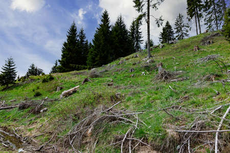 Wild bald empty forest with cut dry spruce trees and scattered abandoned broken branches and mountain green spring vegetation against a blue cloudy bright skyの写真素材