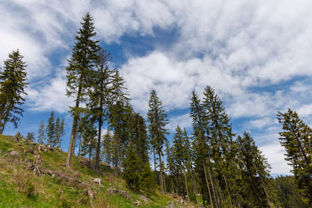 Wild bald empty forest with cut dry spruce trees and scattered abandoned broken branches and...