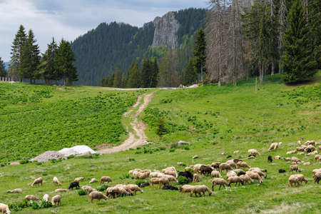 Herd of farm hungry fluffy sheep on green spring meadow on hillside against backdrop of Rhodope...