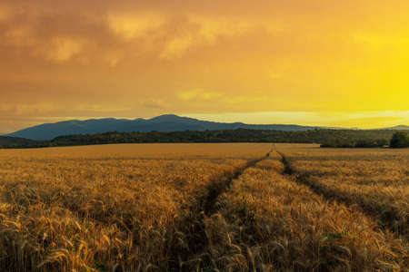 Very narrow winding well-trodden road passes through dense farmer's wheat field with ripe crop, against backdrop of mountain valley of Rhodope Mountains and bright sunny sunset sky eveningの写真素材