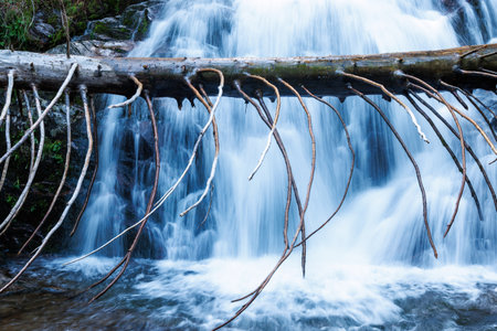 Fresh cool water from a mountain small fast stream runs among wet rocky large stones and runs under an old fallen tree log, in a dark spruce and deciduous forestの写真素材