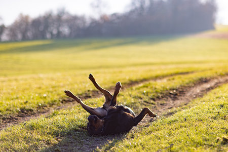 Cheerful Rottweiler somersaults in the meadow under the morning sunの写真素材