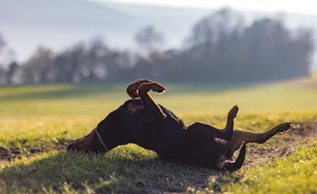 Cheerful Rottweiler somersaults in the meadow under the morning sunの写真素材