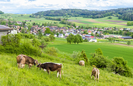 Cows graze on meadows on hills against the backdrop of a villageの写真素材