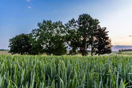 Trees stand in a wheat field in the countryside against a cloudy skyの写真素材