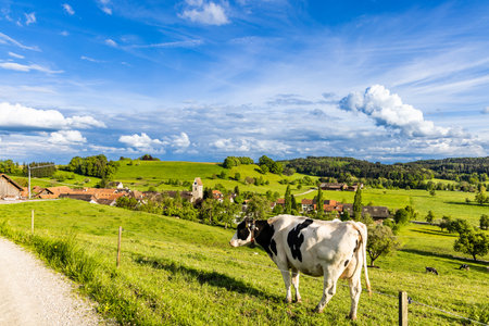 A cow grazes in a meadow near a village in a hilly valley against a cloudy skyの写真素材