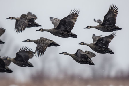 A group of geese soars through the overcast sky, showing their graceful flight in unison.の写真素材