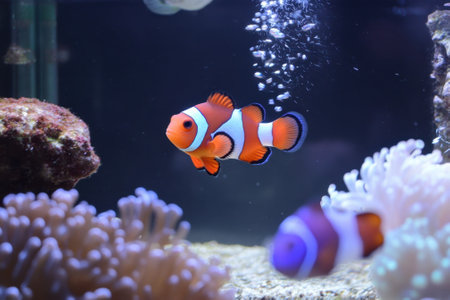 Clownfish navigate through soft coral, bubbles rising nearby in a lively aquarium habitat.の写真素材