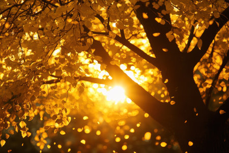 Sunlight filters through vibrant golden leaves, creating a serene atmosphere in the autumn afternoon.の写真素材
