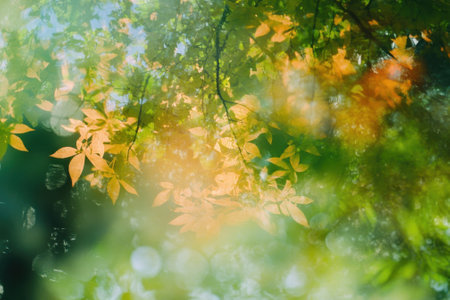 Sunlight filters through bright autumn leaves, creating a warm and colorful atmosphere in the forest.の写真素材