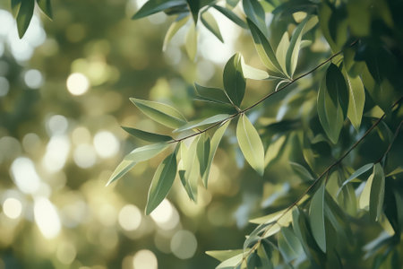 Sunlight illuminates vibrant green leaves on a branch, creating a calming atmosphere filled with nature.の写真素材