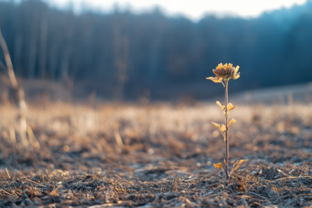 A solitary flower stands tall amidst dry, cracked soil in the early morning light, showing nature's resilience.の写真素材