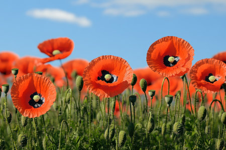 Vibrant orange poppies stood tall in a blooming field, surrounded by green foliage under a blue sky.の写真素材