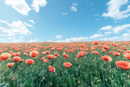 A wide view of a field filled with blooming orange poppies swaying gently under a sunny sky.の写真素材