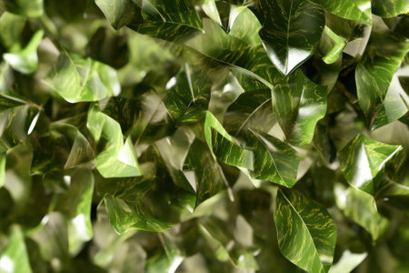 Dense green foliage adds freshness and life to an outdoor garden space, enhancing the natural beauty.の写真素材