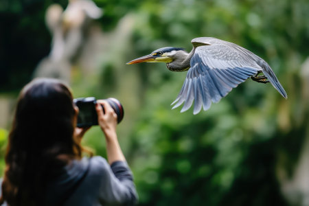 A graceful heron soars through the air as a photographer enjoys capturing its beauty in a vibrant green park.の写真素材