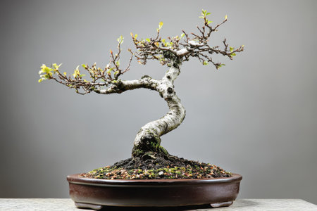 A stunning bonsai with twisted branches and bright green leaves sits elegantly in a simple pot.の写真素材