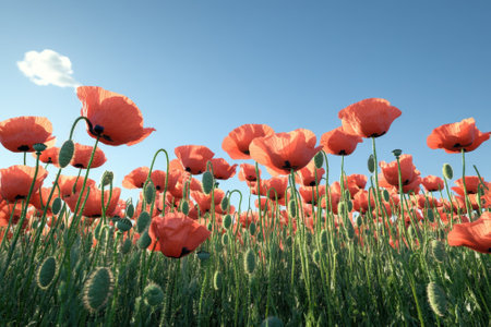 Bright orange poppies bloom in a lush green field under a sunny blue sky with soft clouds.の写真素材