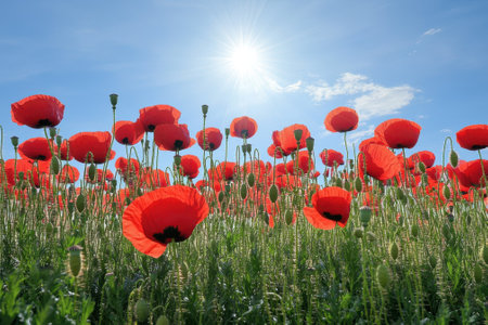 A field filled with blooming red poppies stretches towards the sun, showing a beautiful natural landscape.の写真素材