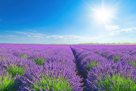 Vibrant lavender fields stretch across the landscape, basking in bright sunlight on a summer afternoon.の写真素材