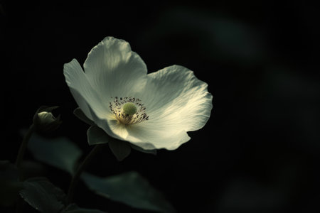 A delicate white flower stands out against a dark background, illuminated softly in the fading twilight.の写真素材