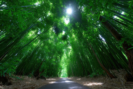 A peaceful pathway winds through a dense bamboo forest, illuminated by sunlight streaming through the leaves.の写真素材