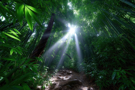 Bright rays of sunlight shine through the thick canopy of a bamboo forest, illuminating the path below.の写真素材