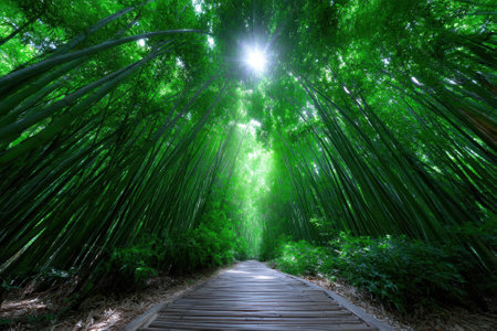 A tranquil path winds through a vibrant bamboo forest, with sunlight filtering through the lush greenery above.の写真素材