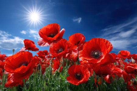 Lush red poppy flowers sway in the breeze beneath a clear blue sky and bright sun in this beautiful field.の写真素材
